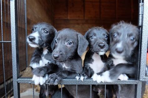 We have both the mother and father, in which have beautiful temperaments. . Bedlington whippet lurcher puppies for sale
